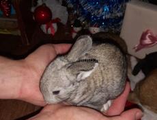 Кролики маленькие 