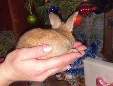 Кролики маленькие