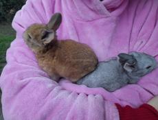 Кролики маленькие