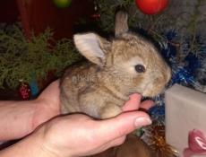 Кролики маленькие