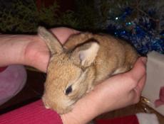 Кролики маленькие