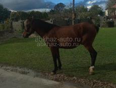 Срочная продажа 