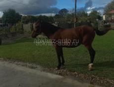 Срочная продажа 