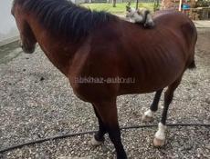 Срочная продажа 