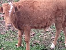 Бычок 7 месяцев 35. 40 кг