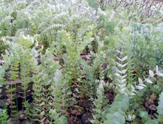 Продаются саженцы серебристого эвкалипта Ганна цена договорная цена 