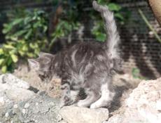 Отдам в добрые руки.