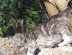 Отдам в добрые руки.