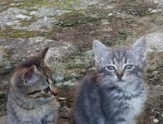 Отдам в добрые руки.