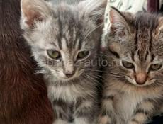 Отдам в добрые руки.