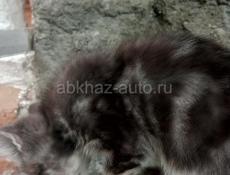 Отдам в добрые руки.