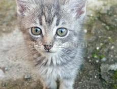 Отдам в добрые руки.