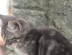 Отдам в добрые руки.