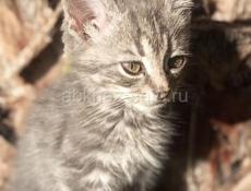 Отдам в добрые руки.