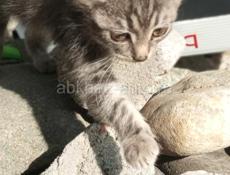 Отдам в добрые руки.