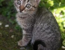 Отдам в добрые руки.