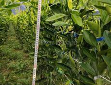 Саженцы ранних мандарин, кинкан