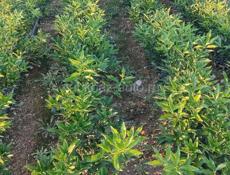 Саженцы ранних мандарин, кинкан