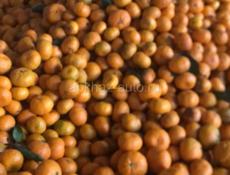 Продаётся мандарины