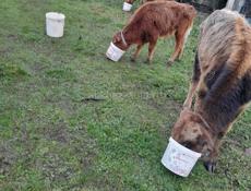 Продажа Бычков 