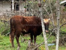 Продается два быка по 140-150 кг