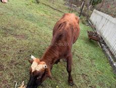 Продается два быка по 140-150 кг 