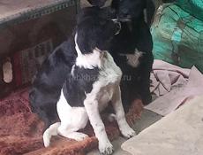  Мать охотничья