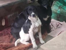 Мать охотничья