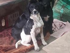 Мать охотничья