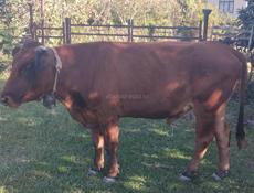 Бык кастрированный 