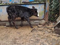 Телёнок 2 месяца