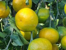 Такая цена только в декабре.