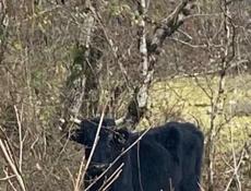 Продается бык