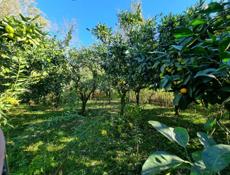 Изза срочности спустил  цену  до декабря.