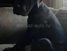 Щенки КАНЕ КОРСО 🖤🖤🖤🖤🖤🖤🖤🖤🖤