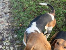 Потерялись Сабаки в районе ахолшений 