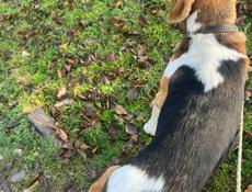 Потерялись Сабаки в районе ахолшений 