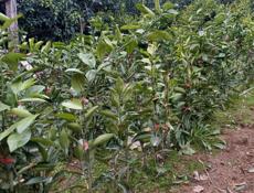 Продаются саженцы цитрусовых 