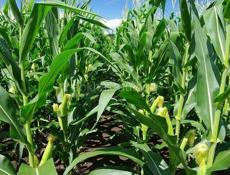 Продам чалу