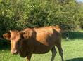 Продаю корову 