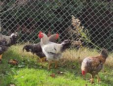 Продаю домашние куры разных пород