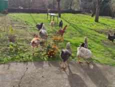 Продаю домашние куры разных пород