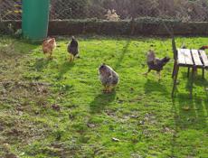 Продаю домашние куры разных пород