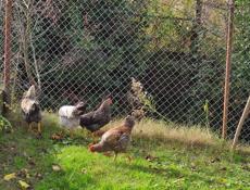 Продаю домашние куры разных пород