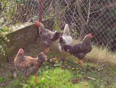 Продаю домашние куры разных пород