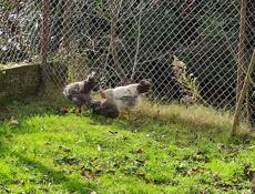 Продаю домашние куры разных пород