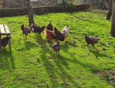 Продаю домашние куры разных пород 