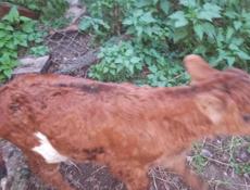 Продаётся телёнок