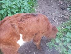 Продаётся телёнок