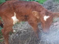 Продаётся телёнок